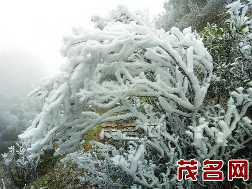 茂名新闻 - 雪!真的下雪了 茂名真的下雪了!(图)