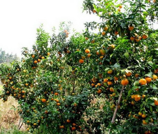 茂名农业 - 信宜合水柑桔种植1.2万亩产量1.5万