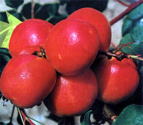 20100428044741805.jpg